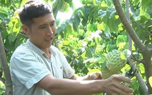 Trồng na hoàng hậu cho thu nhập tiền tỷ ở Sơn La