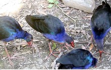 Nuôi chim trích cồ 6 tháng thu lãi cả triệu đồng