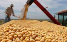 Trung Quốc tranh thủ mua gom đậu tương Mỹ trước thềm đàm phán thương mại Trung – Mỹ