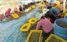 Ốc hương rớt giá sâu và lâu chưa từng có