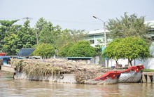 Giá mía giảm sâu, nông dân chán nản