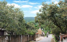 Nghệ An: Mất trắng mùa hồng, nông dân thất thu tiền tỷ