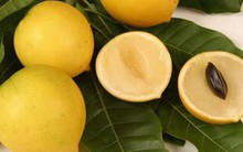 'Vú sữa hoàng kim' giá 350.000 đồng một quả vẫn đắt như tôm tươi