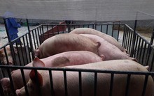 Giá lợn nhảy múa như chứng khoán