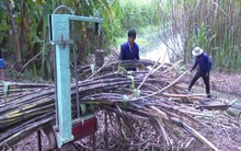 Giá mía thấp khiến người dân vùng mía lớn nhất ĐBSCL lao đao