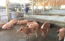 Vựa heo lớn nhất miền Trung hút hàng