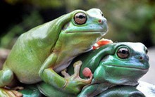 Chuyện 3 con ếch "cứu rỗi" người Do Thái từ đời này sang đời khác: Ai cũng nên đọc!