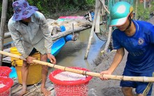 Ruốc được mùa, giá rớt thảm