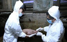 An Giang hỗ trợ gần 3.000 con lợn giống cho người dân tái đàn