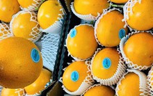 Sính ngoại, nhà giàu đổ xô mua chanh leo vàng giá 800.000 đồng/kg