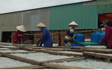 Ngư dân trúng mùa cá cơm mồm