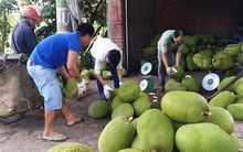 Giá mít tăng cao, nông dân Tiền Giang trồng ồ ạt, bất chấp khuyến cáo