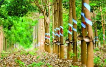 Chục tỷ USD đầu tư ra nước ngoài, doanh nghiệp nhà nước lỗ nặng