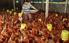 Khốn khổ gà rẻ như rau, lại thêm điềm báo phá sản nguy hiểm