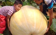 Ngắm bí ngô khổng lồ ở Đà Lạt sẵn sàng cho lễ Halloween