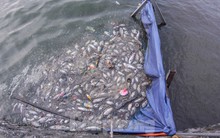 Xuất hiện nhiều cá chết ngoài khu thí điểm thả cá Koi ở Hồ Tây, sông Tô Lịch