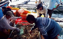 Giá tôm hùm thương phẩm tăng 100.000-300.000 đ/kg