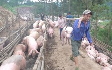 Cấm xuất lợn sang Trung Quốc, giải thích từ Bộ NN&PTNT