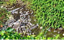 Sau canh tác thanh long trái vụ là thảm họa bóng đèn ở Bình Thuận