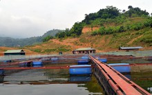 Nuôi cá lồng trên lòng hồ thủy điện Sơn La cho thu nhập tiền tỷ