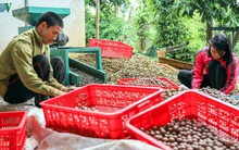 Vẫn cần phải nghiên cứu tối ưu cho phát triển cây macca