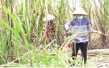Hàng ngàn ha mía sẽ thiệt hại nếu nhà máy đường chậm thu mua