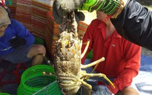 Vì sao tôm hùm rớt giá, người nuôi tôm lao đao?