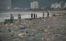 Sau bão số 5, cây cối đổ ngổn ngang, bãi biển Quy Nhơn ngập ngụa rác