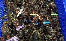 Sốc với giá tôm hùm nhập khẩu và trong nước đua nhau giảm