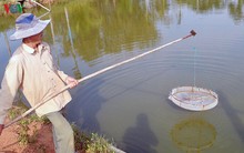 Người nuôi tôm "trắng tay"