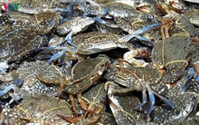 Ngư dân Quảng Nam kiếm tiền triệu mỗi ngày từ khai thác ghẹ