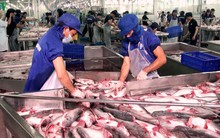 Ấn Độ có thể cạnh tranh với Việt Nam về xuất khẩu cá tra