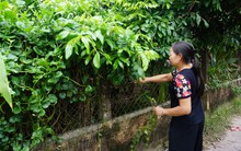 Tan hoang 'thủ phủ' nuôi lợn miền Bắc sau dịch tả châu Phi