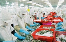 Top đầu thế giới về xuất khẩu, thuỷ sản Việt Nam vẫn đối mặt hàng loạt hạn chế