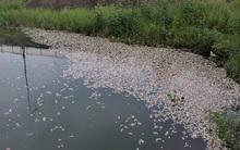 Cá chết nổi trắng hồ điều hòa giữa trung tâm TP Đông Hà