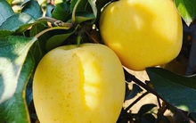 Táo ứa mật vàng rực, hàng Tàu đội lốt lừa chị em sành điệu