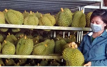 Vì sao nhiều hàng Việt Nam xuất khẩu bị "gây khó"?