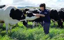 “Game M&A” Vinamilk - Sữa Mộc Châu: Khối ngoại liên tiếp thoái vốn