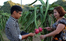 Thanh long ruột đỏ giúp nhiều người dân Sơn La thoát nghèo