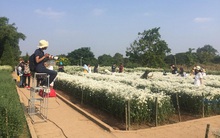 Cúc họa mi chưa nở hết, chủ vườn vẫn dễ dàng 'hốt' bạc triệu