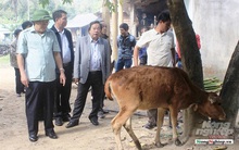 Quảng Trị: 6 xã của 1 huyện có đàn gia súc mắc lở mồm long móng