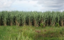 Sản lượng đường sẽ xuống dưới 1 triệu tấn?