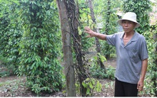 Nông dân Bình Phước lo mất mùa tiêu