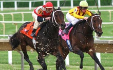 Vì sao Đà Nẵng muốn xây trường đua ngựa 200 triệu USD?