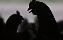 Trung Quốc bất ngờ cho phép nhập khẩu thịt gia cầm Mỹ