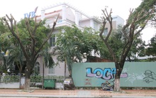 Hàng trăm cây xanh ở Đà Nẵng bất ngờ bị cắt trụi cành