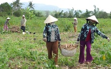 Mì đổ ngã sau bão vẫn đắt hàng