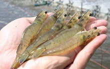 Sản lượng tôm nuôi toàn cầu sẽ vượt mốc 5 triệu tấn