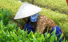 Làm giàu nhờ ươm cây giống keo lá tràm