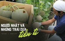 Câu chuyện đằng sau những trái dưa tiền tỉ của Nhật Bản: Căn nguyên từ tình yêu bất diệt của người trồng cây